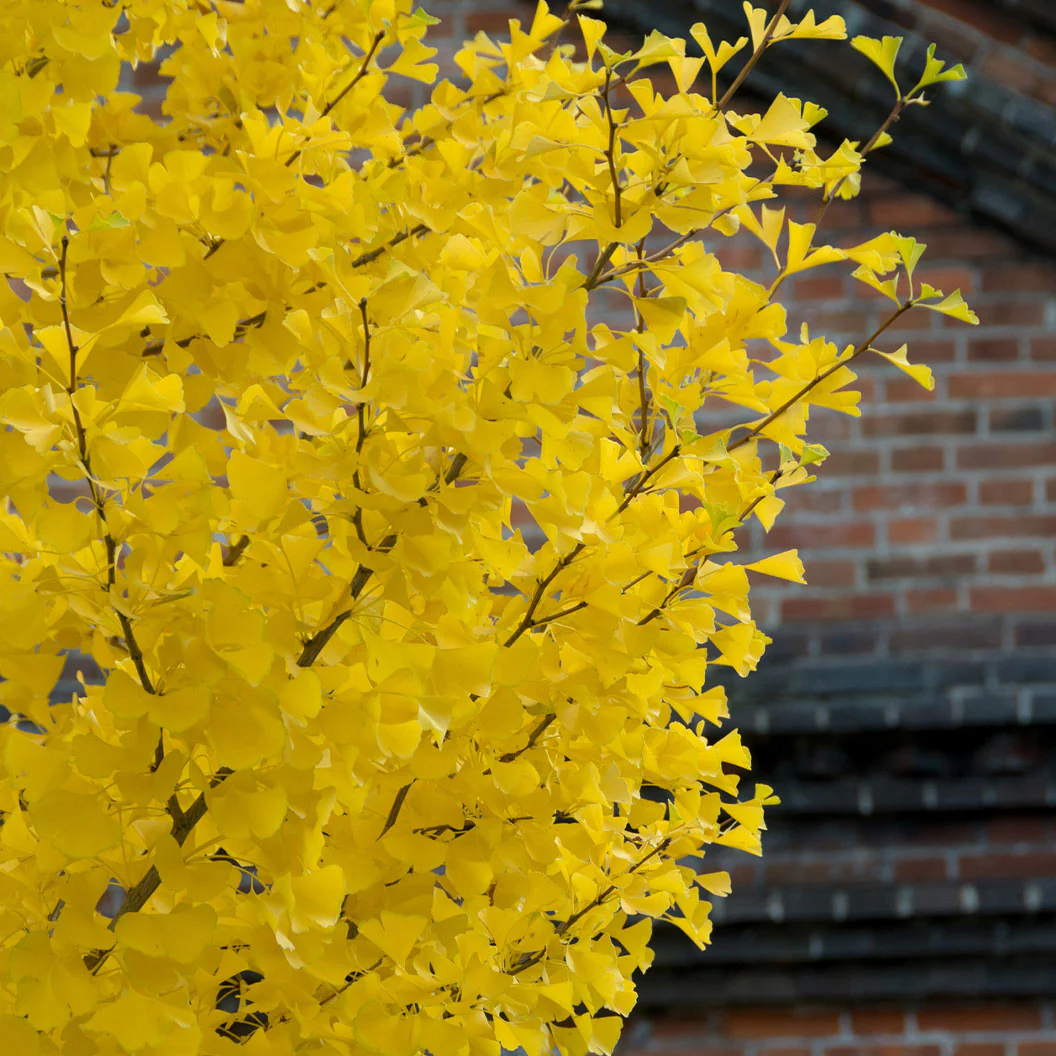 Shangri la® Ginkgo Tree - Image 4