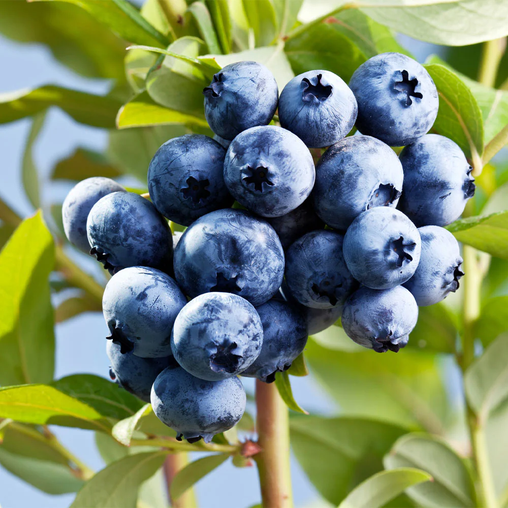 Sharpblue Blueberry Bush - Image 2