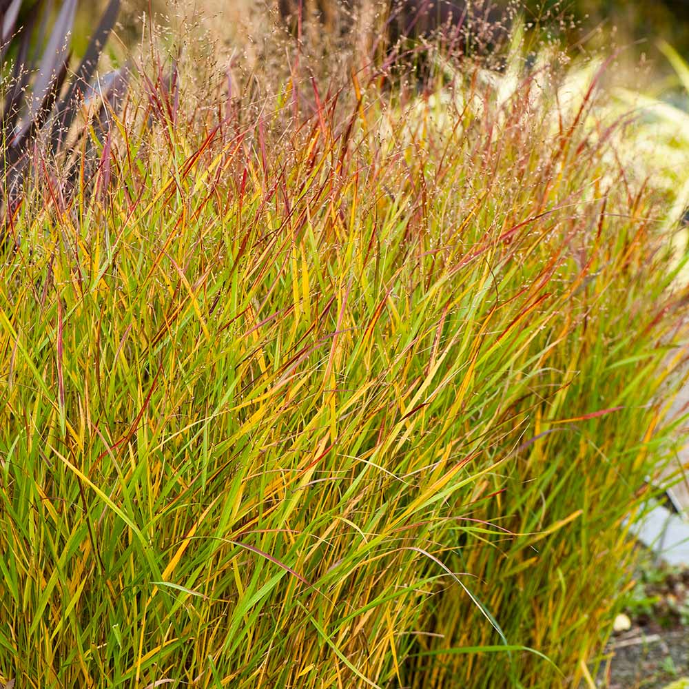 Shenandoah Switch Grass - Image 2