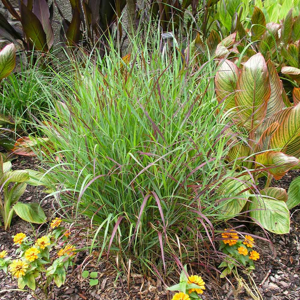 Shenandoah Switch Grass - Image 3