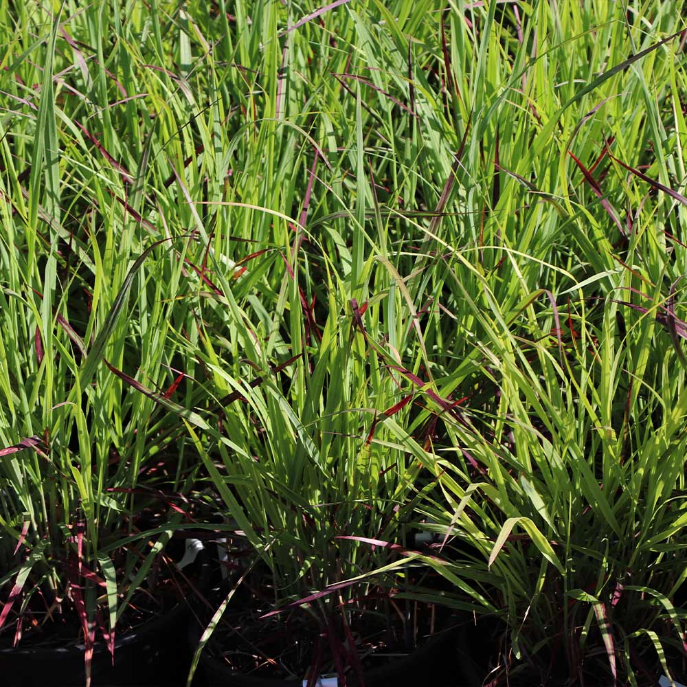 Shenandoah Switch Grass - Image 4