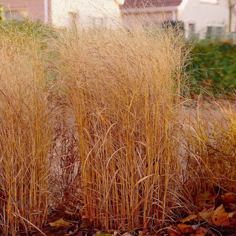 Shenandoah Switch Grass - Image 5