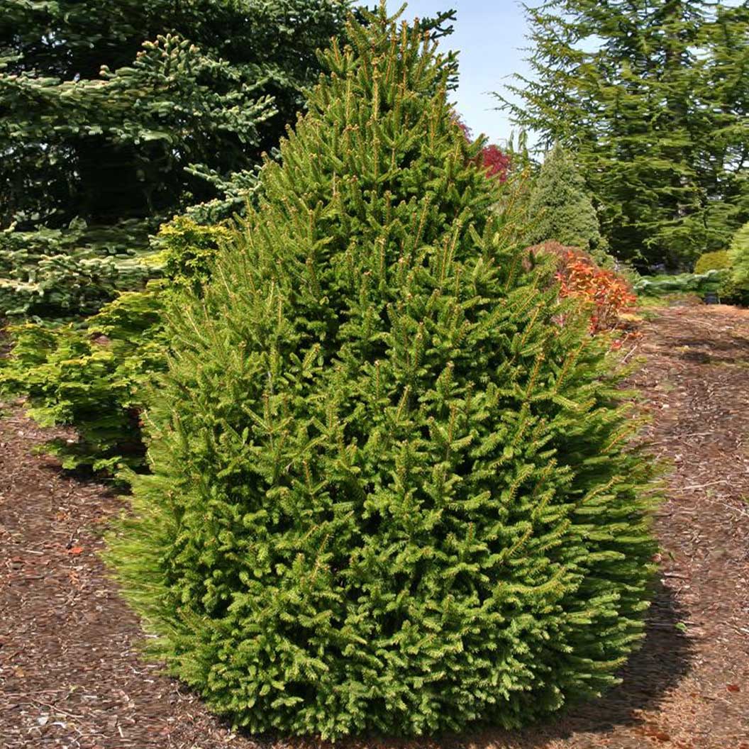 Sherwood Compact Norway Spruce Tree - Image 2