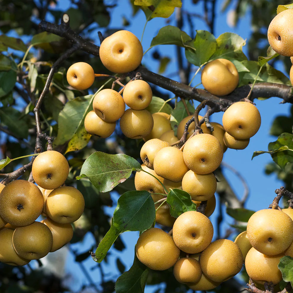 Shinseiki Asian Pear Tree - Image 2