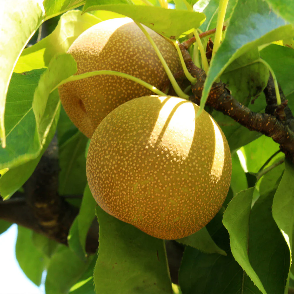 Shinseiki Asian Pear Tree - Image 3