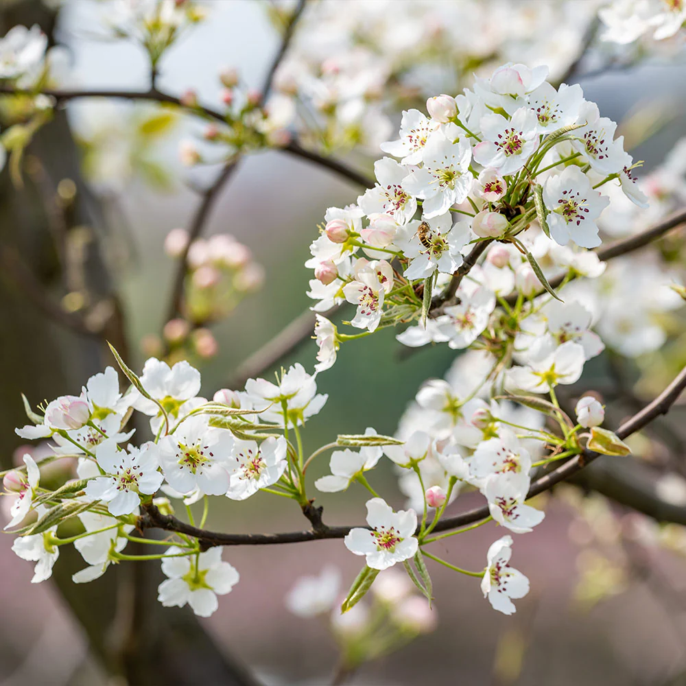 Shinseiki Asian Pear Tree - Image 5