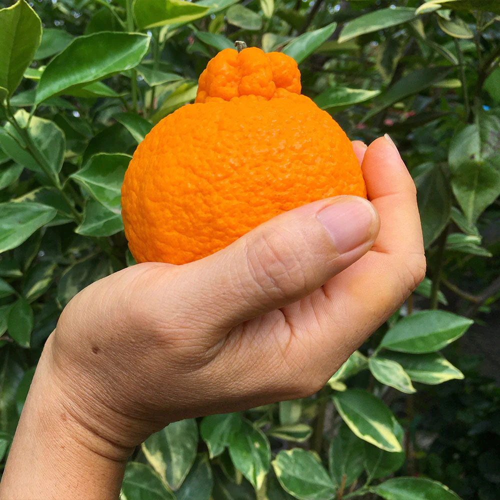 Shiranui Mandarin Tree - Image 2