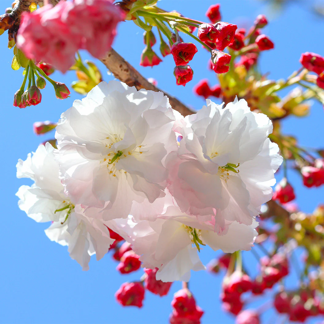 Shirofugen Flowering Cherry Tree - Image 3