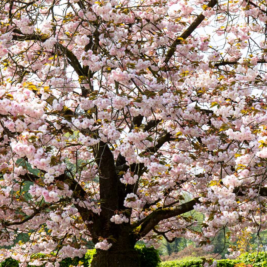 Shirofugen Flowering Cherry Tree - Image 4