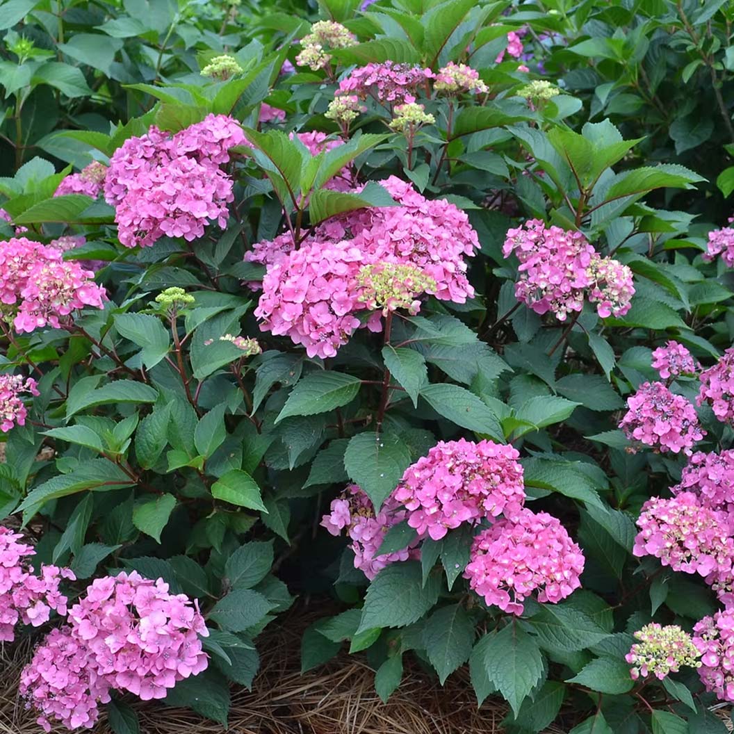 Garden District Show Stopper™ Hydrangea Bush - Image 2