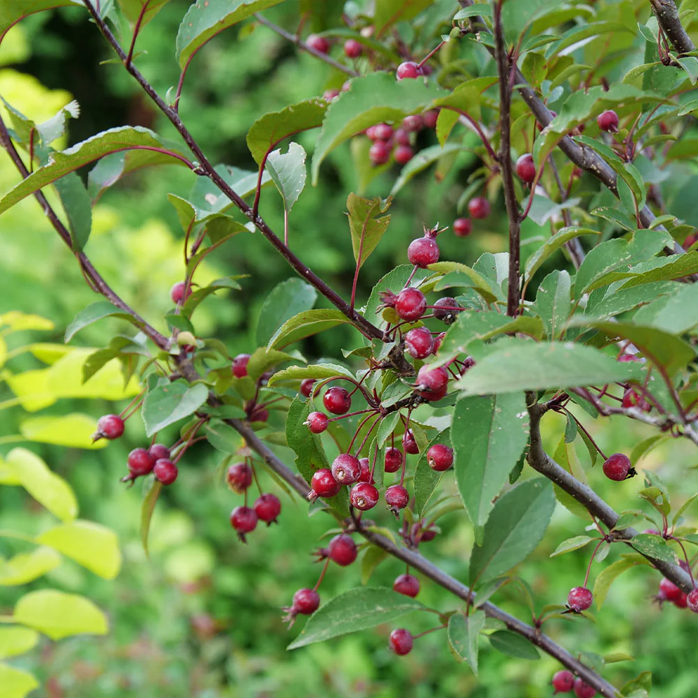 Proven Winners® Show Time™ Crabapple Tree - Image 3