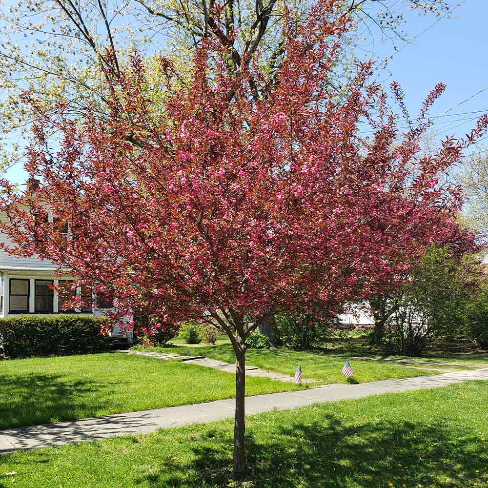 Proven Winners® Show Time™ Crabapple Tree - Image 4