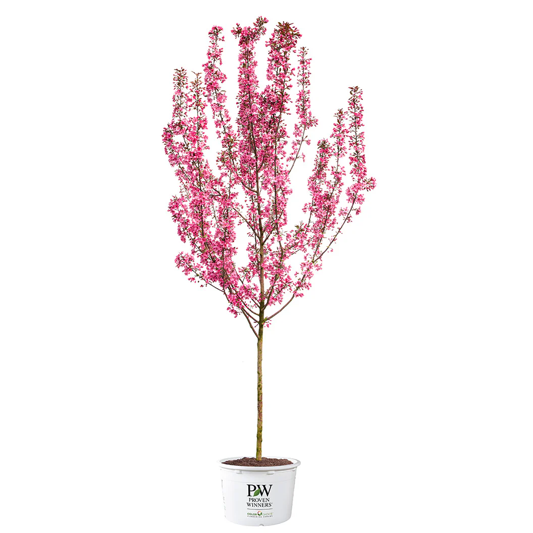 Proven Winners® Show Time™ Crabapple Tree - Image 5