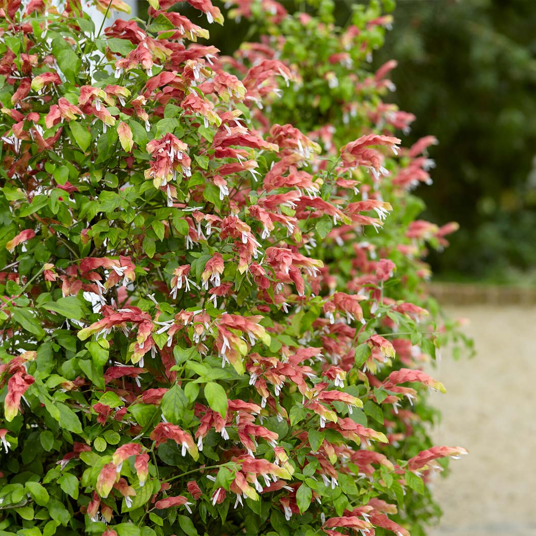 Shrimp Plant - Image 3