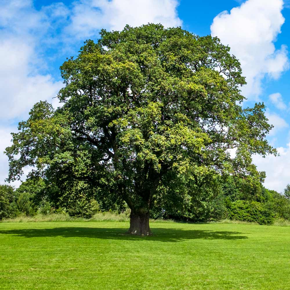 Shumard Oak Tree - Image 2