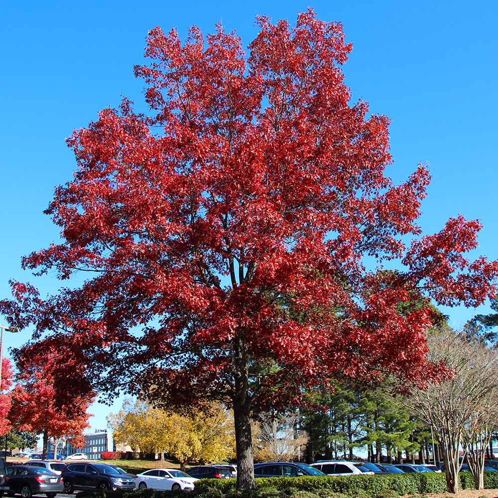 Shumard Oak Tree - Image 3