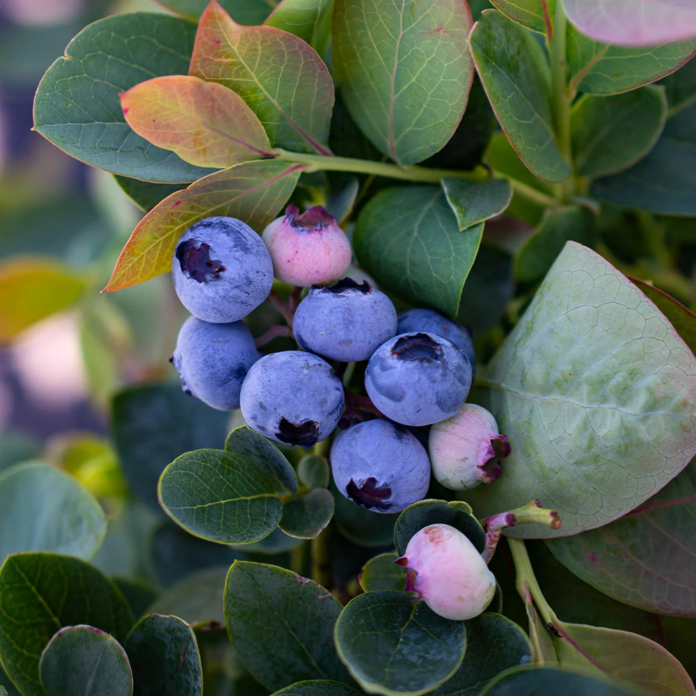 Bushel and Berry® Silver Dollar® Blueberry - Image 2