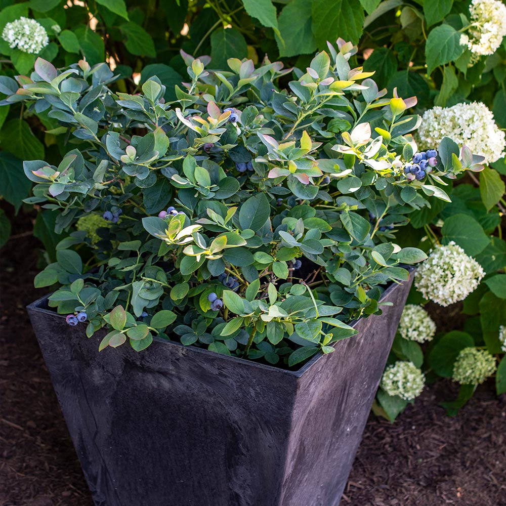 Bushel and Berry® Silver Dollar® Blueberry - Image 3