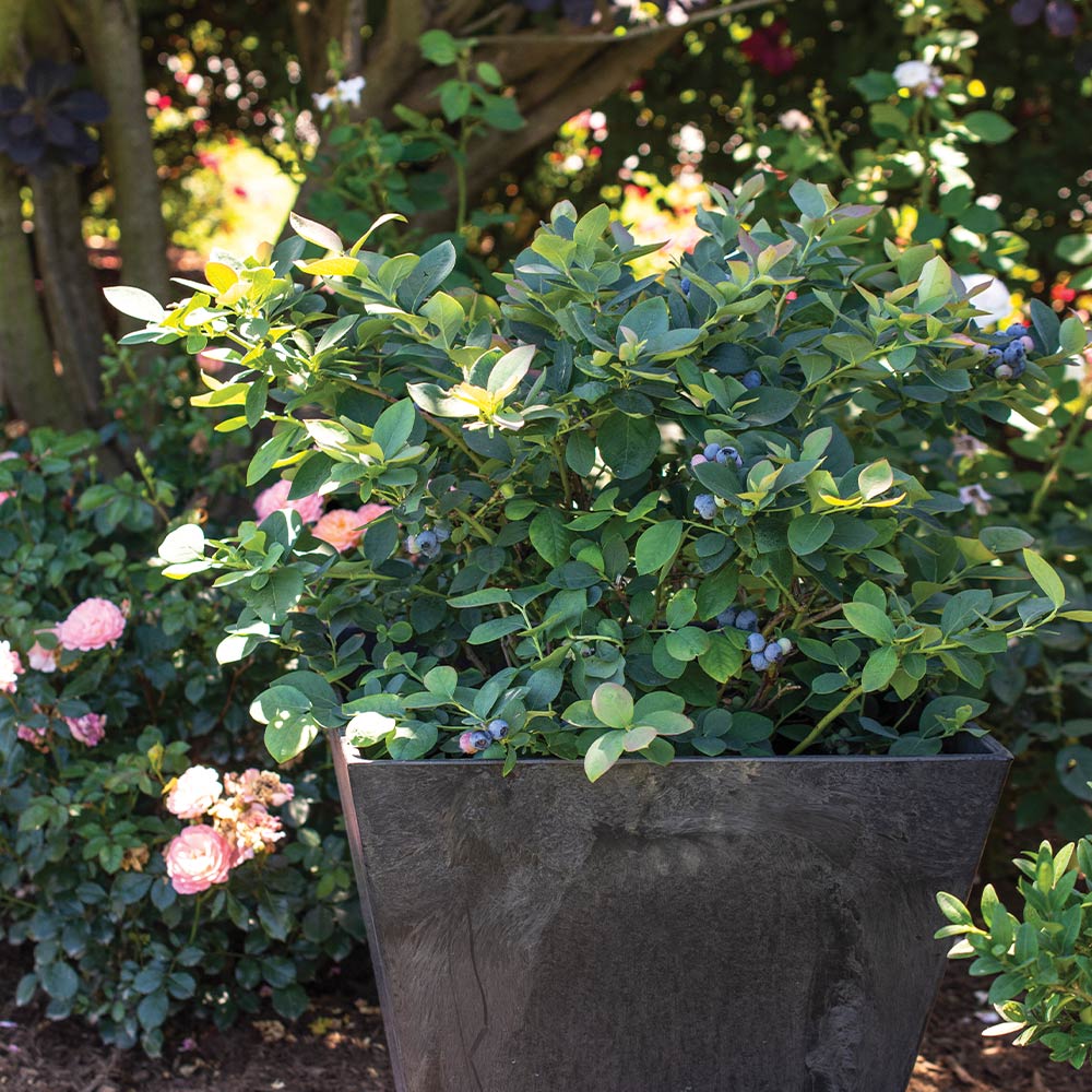 Bushel and Berry® Silver Dollar® Blueberry - Image 4