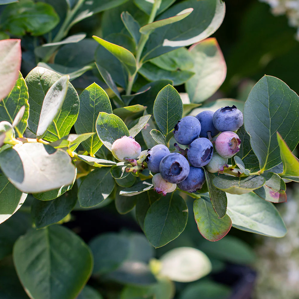 Bushel and Berry® Silver Dollar® Blueberry - Image 5