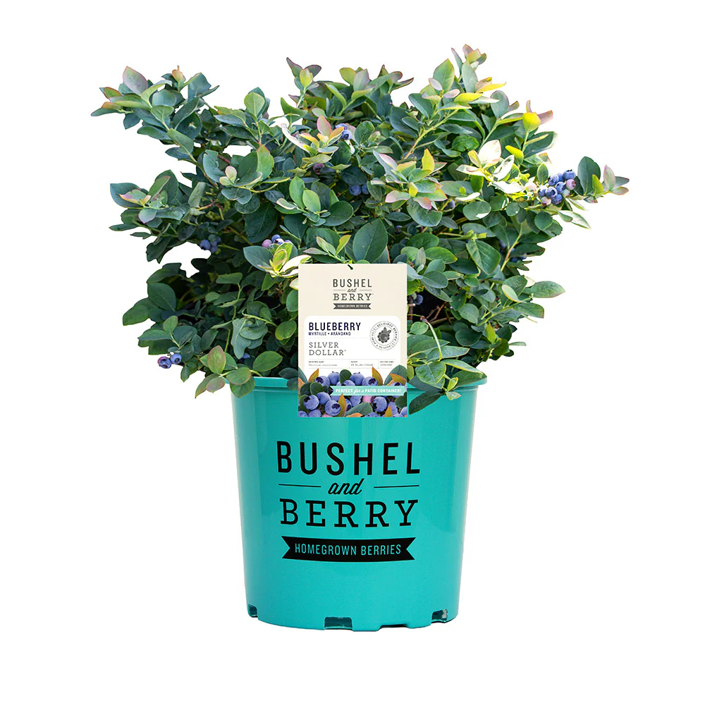 Bushel and Berry® Silver Dollar® Blueberry - Image 6