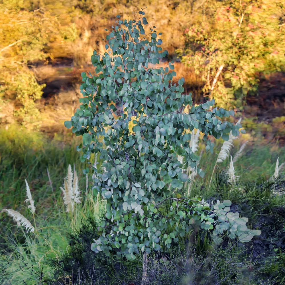 Silver Dollar Eucalyptus Tree - Image 10