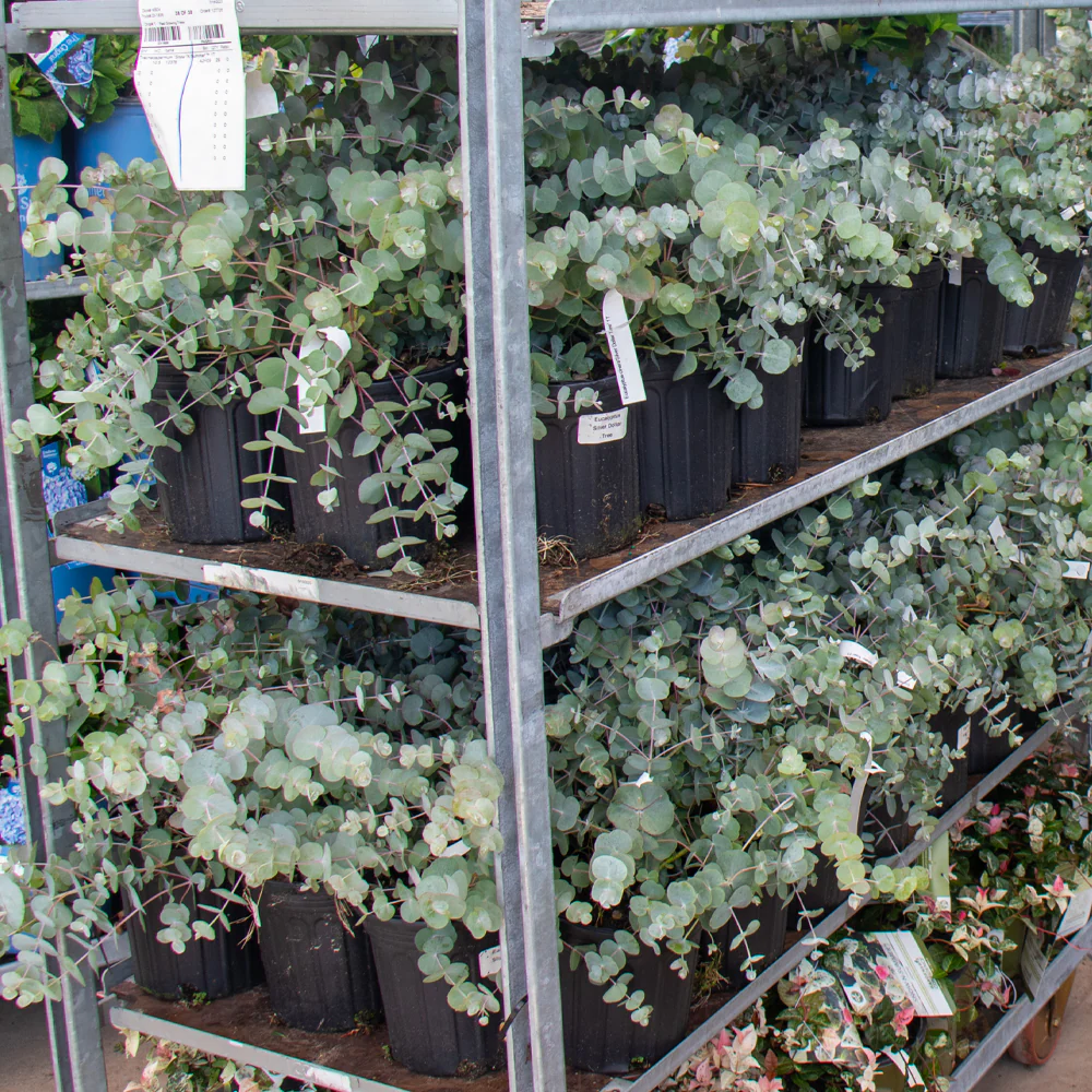Silver Dollar Eucalyptus Tree - Image 11