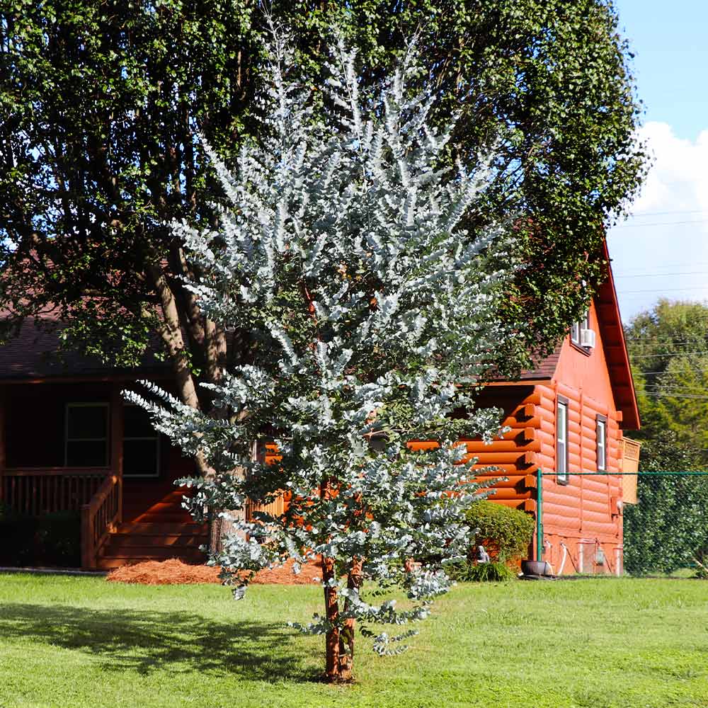 Silver Dollar Eucalyptus Tree - Image 2