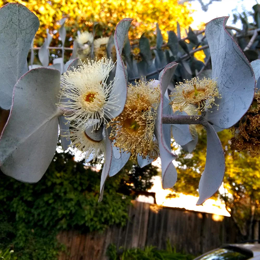 Silver Dollar Eucalyptus Tree - Image 3