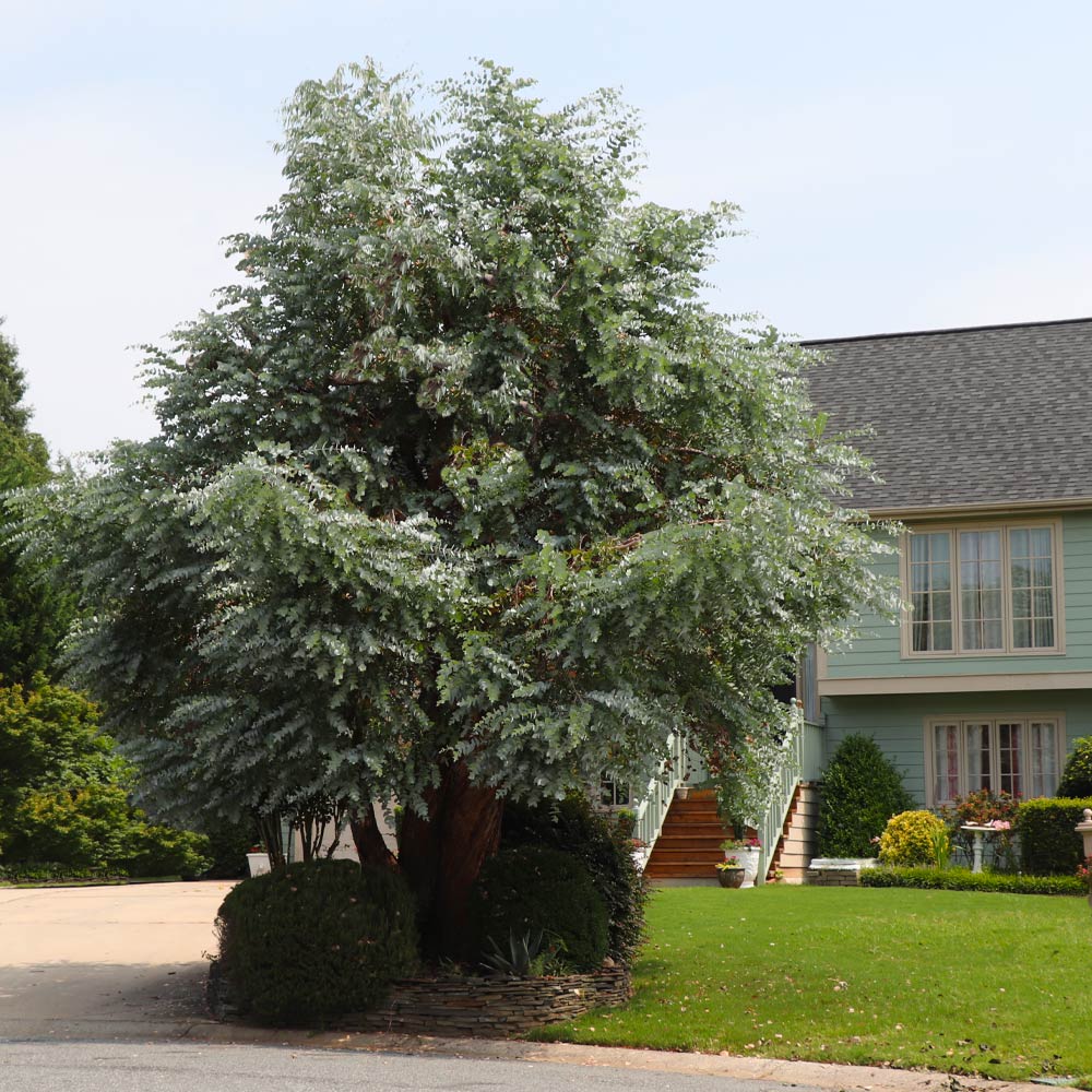 Silver Dollar Eucalyptus Tree - Image 4