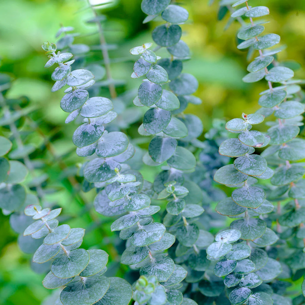 Silver Dollar Eucalyptus Tree - Image 5