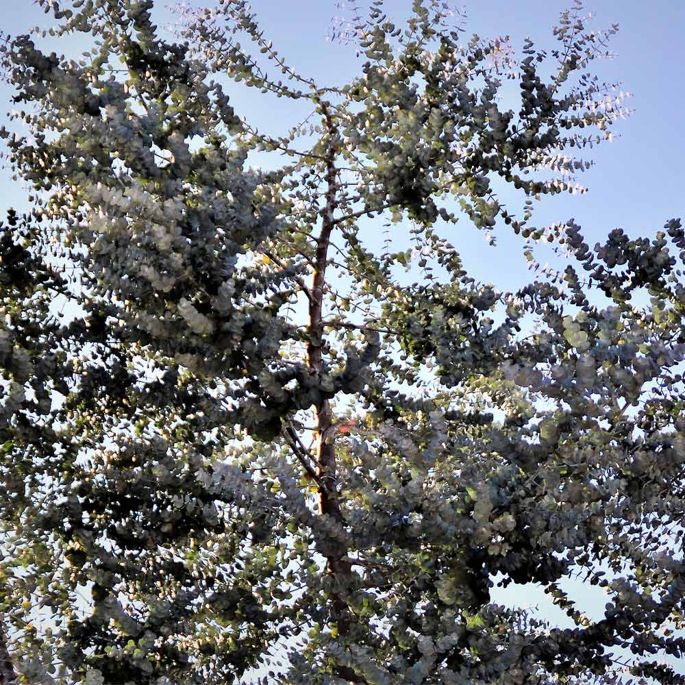 Silver Dollar Eucalyptus Tree - Image 6