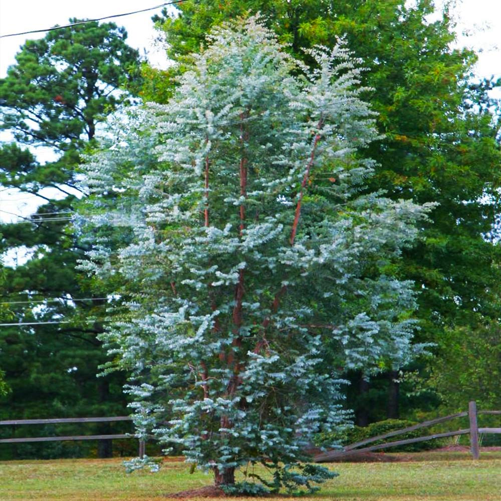 Silver Dollar Eucalyptus Tree - Image 7