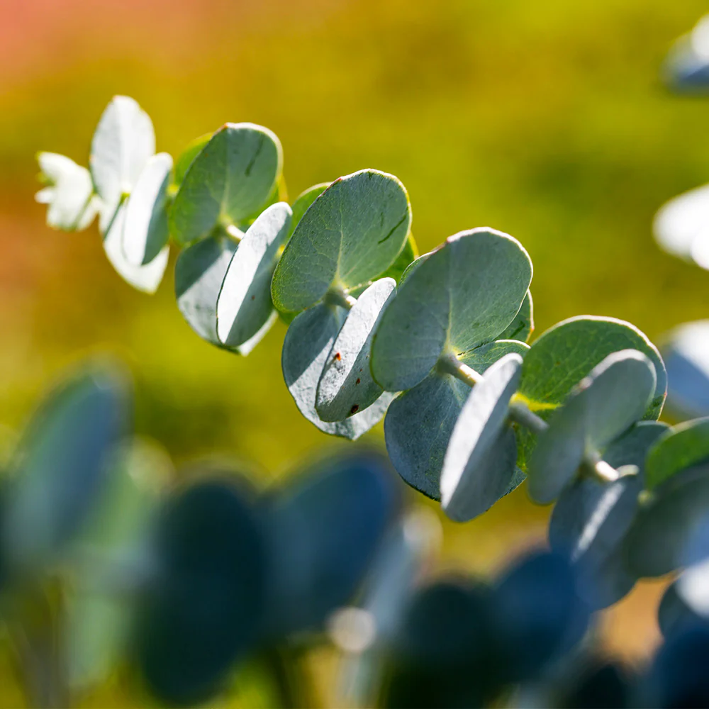 Silver Dollar Eucalyptus Tree - Image 8