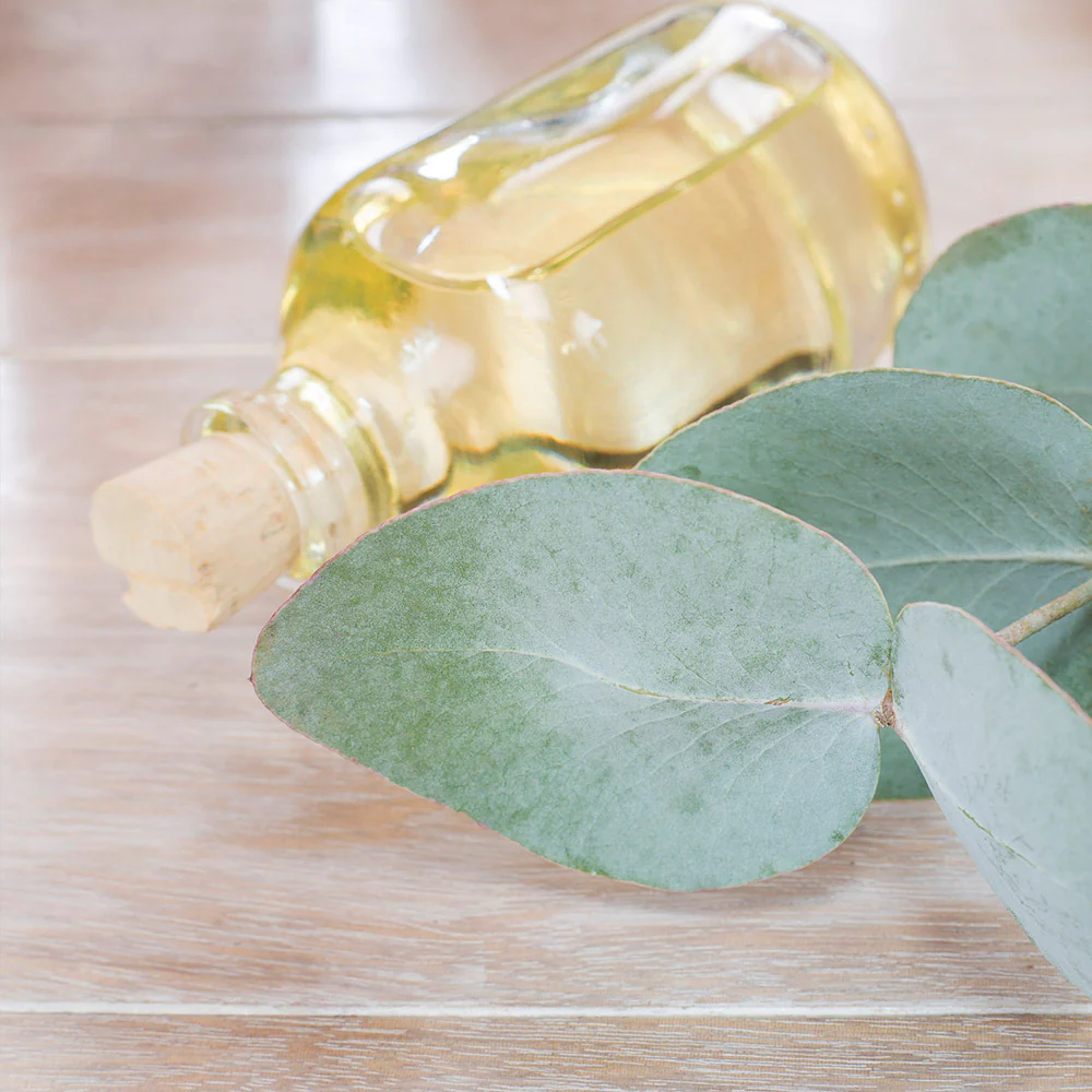 Silver Dollar Eucalyptus Tree - Image 9