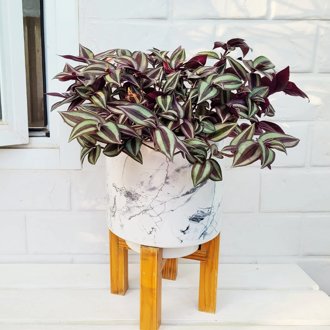 Silver Inch Plant - Image 2