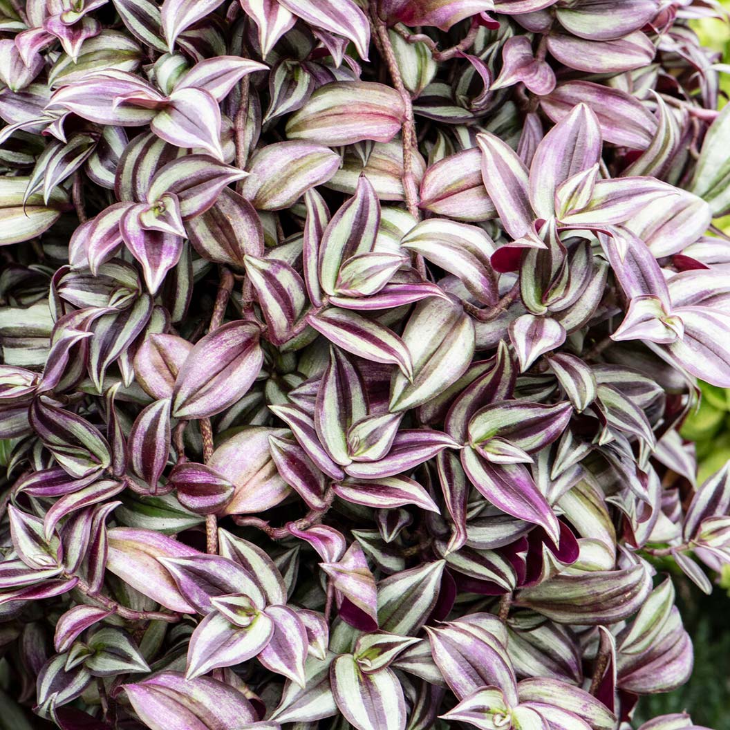Silver Inch Plant - Image 3