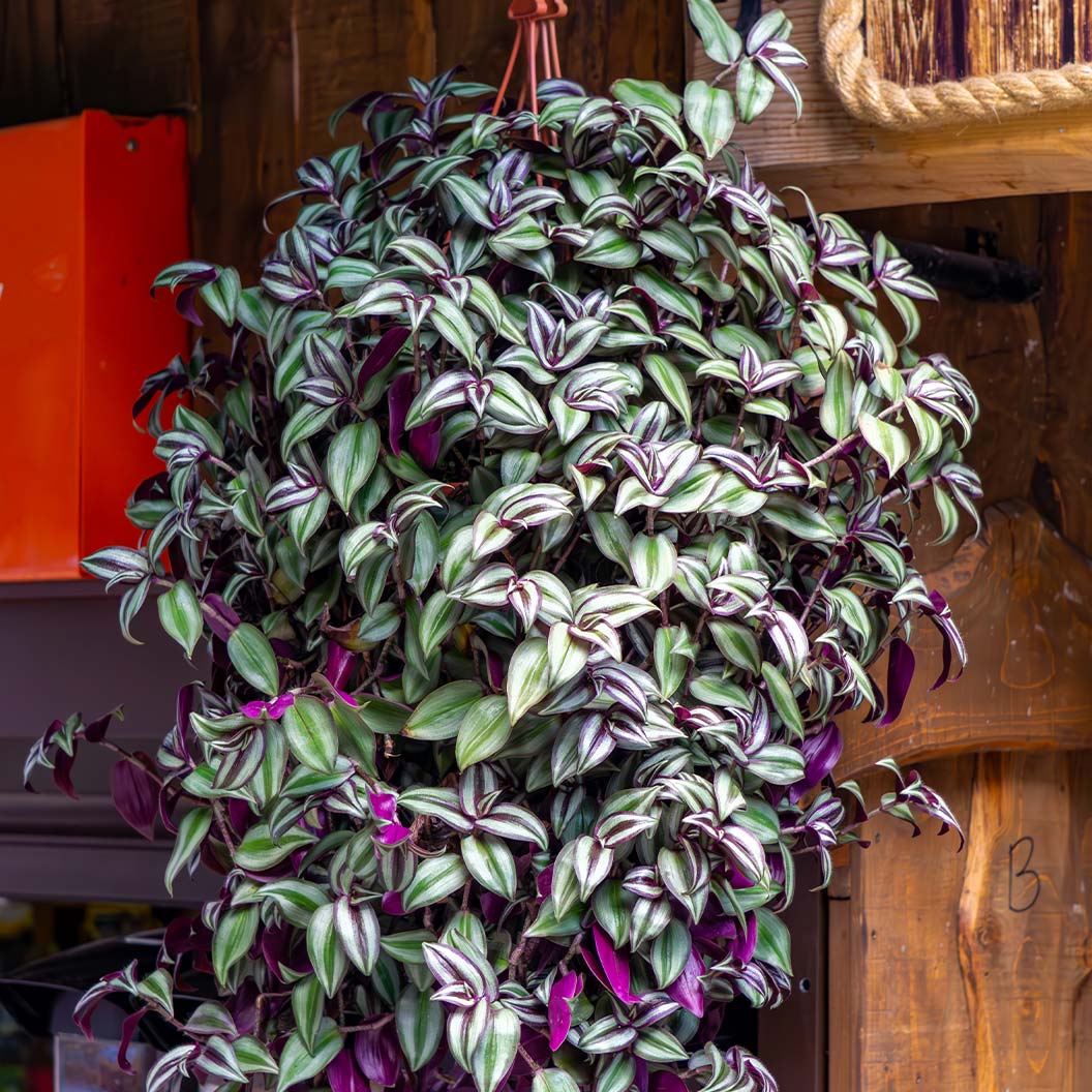 Silver Inch Plant - Image 4