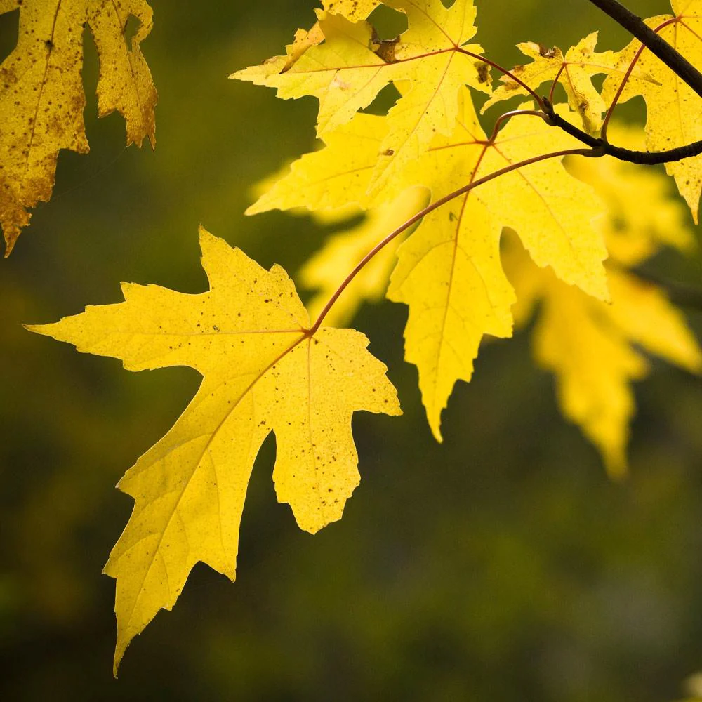 Silver Maple Tree - Image 3