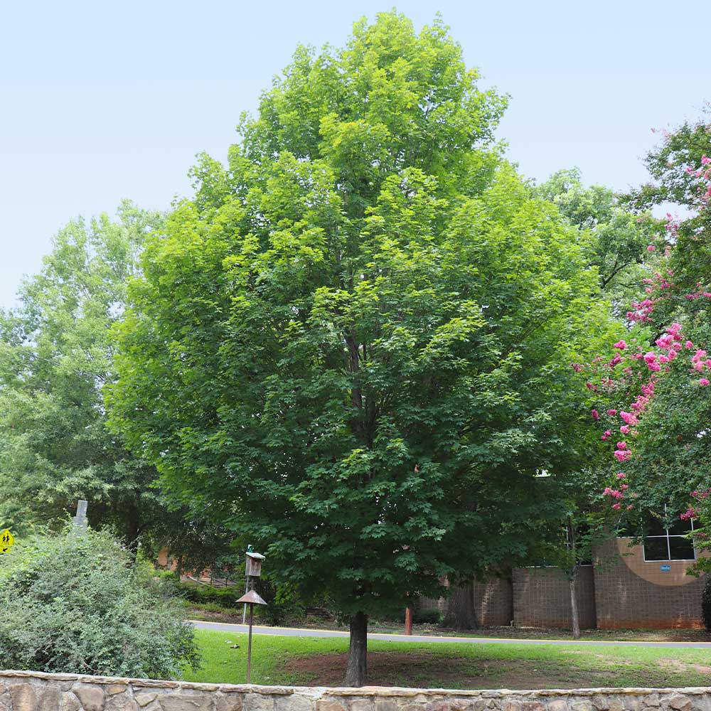 Silver Maple Tree - Image 6