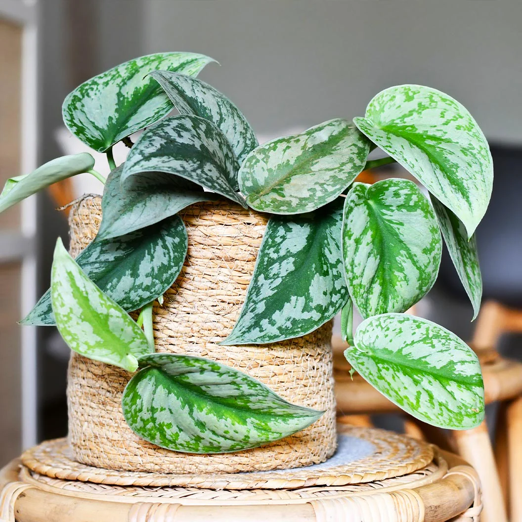 Silver Pothos - Image 2