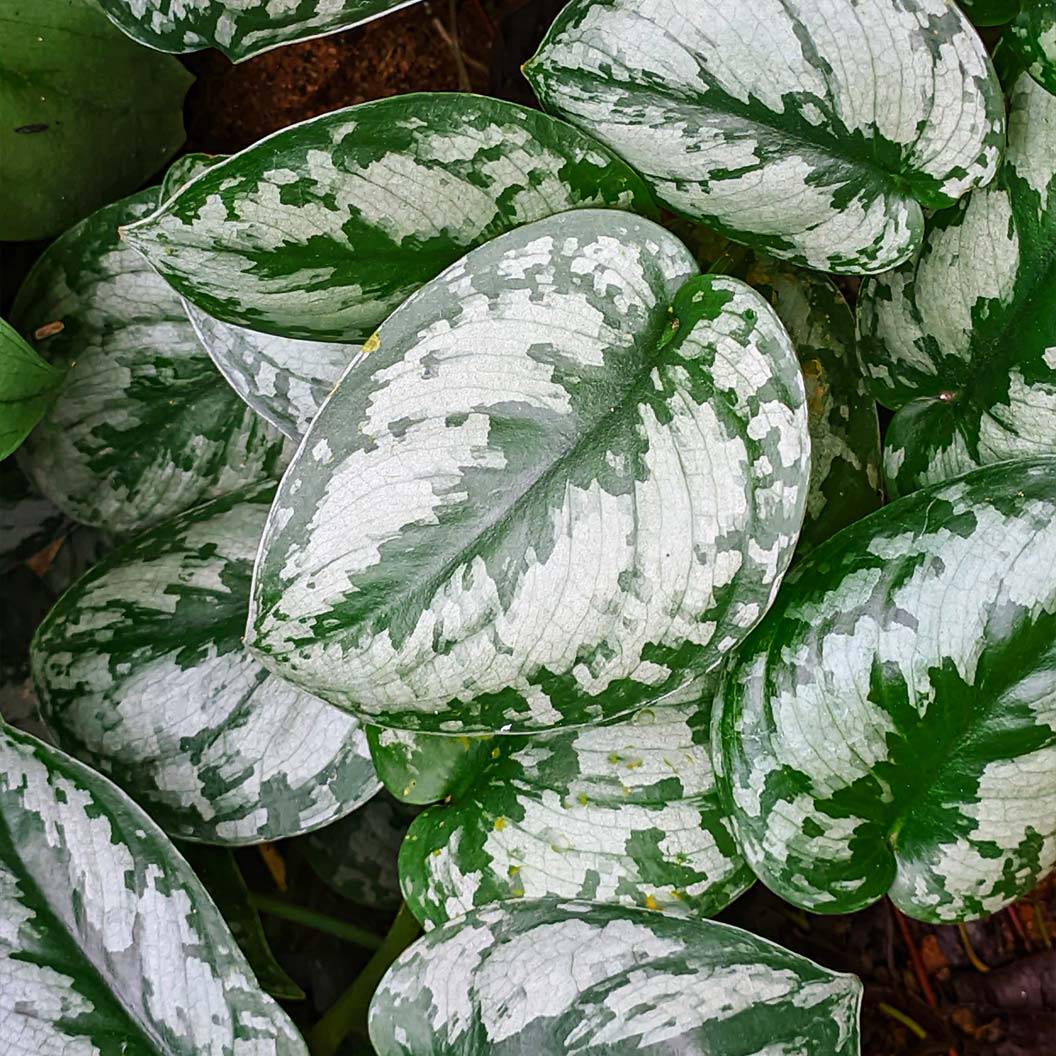 Silver Pothos - Image 3