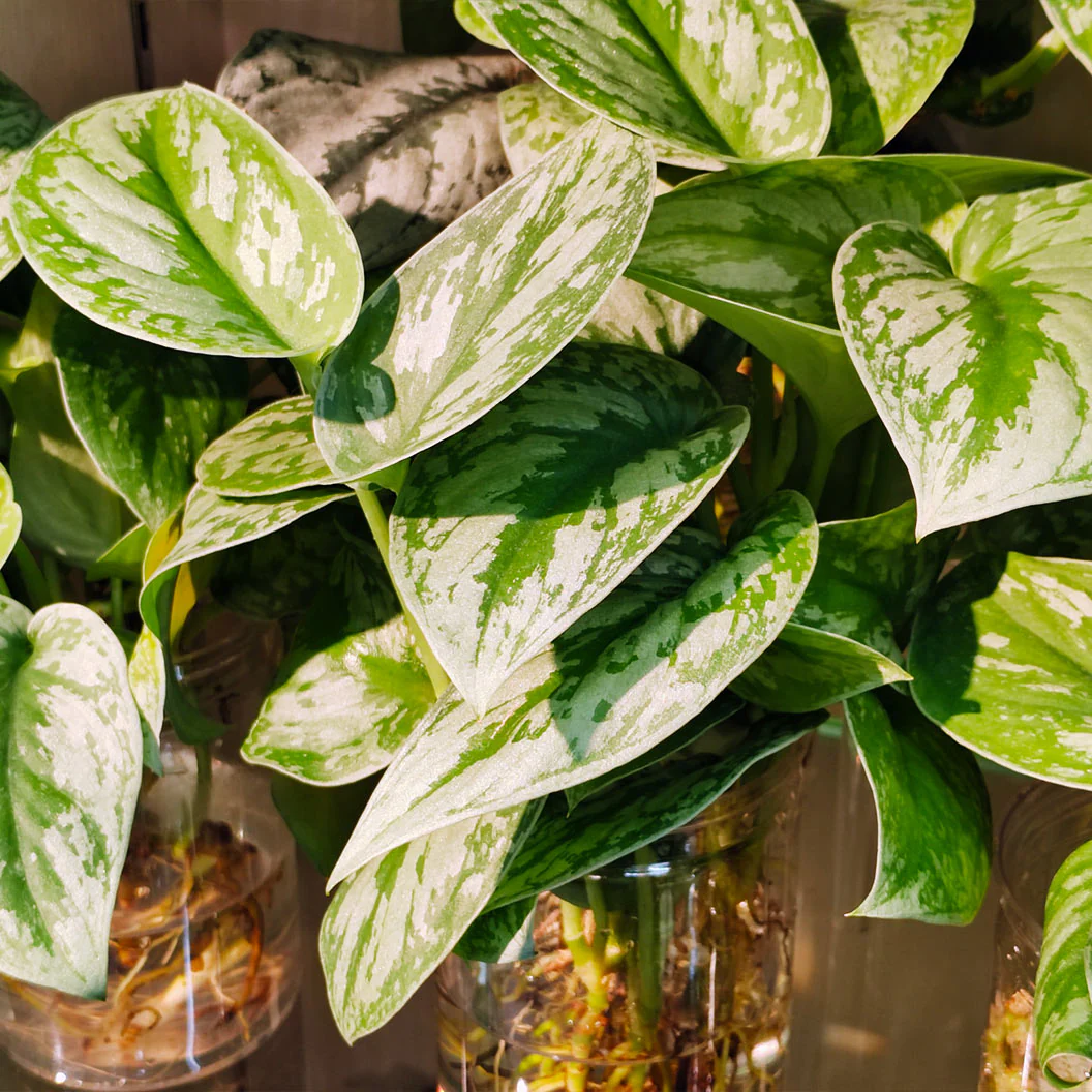 Silver Pothos - Image 4