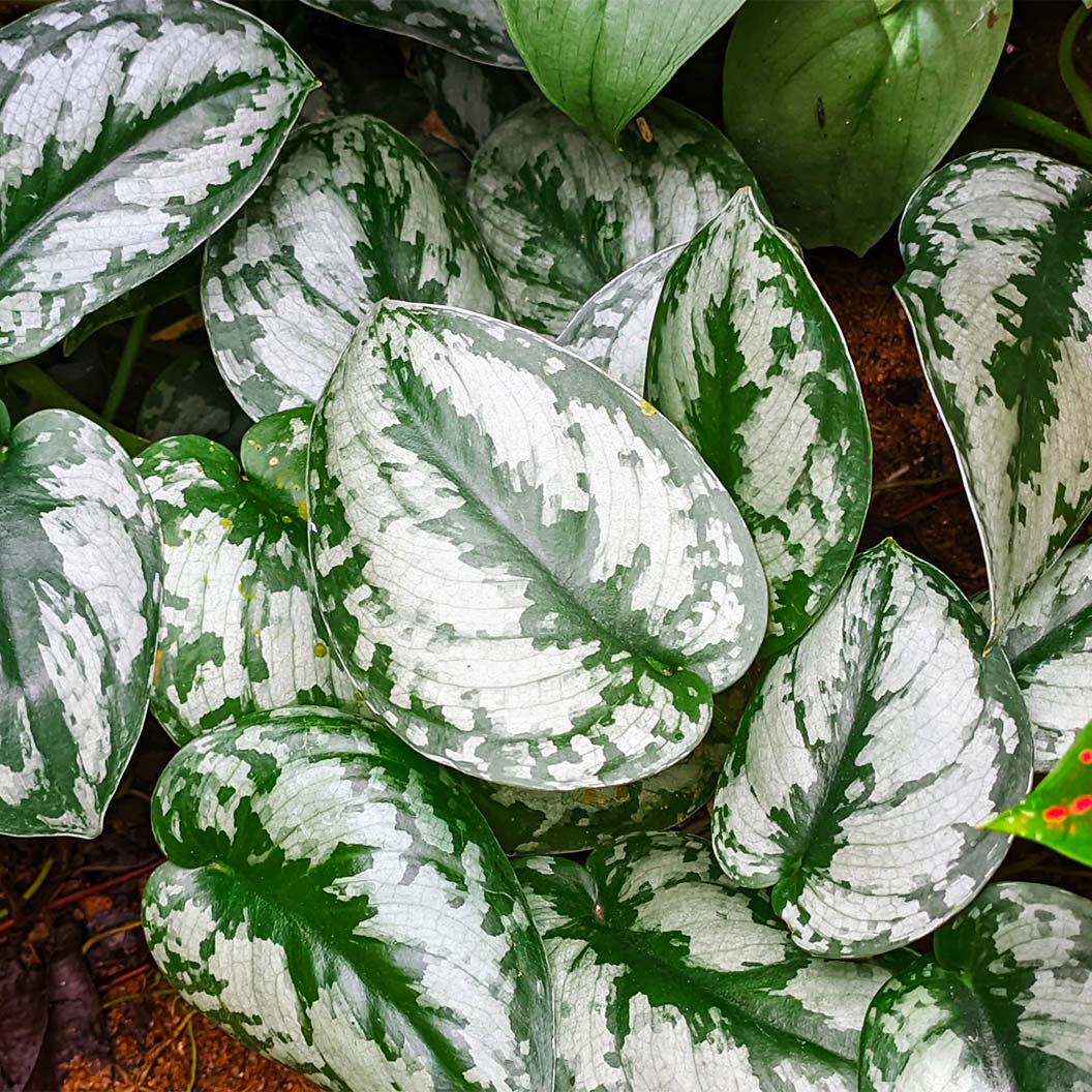 Silver Pothos - Image 5