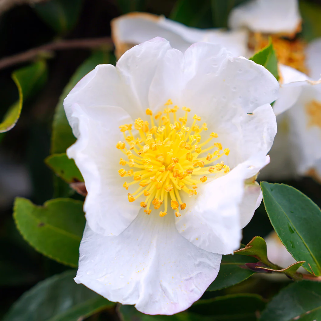 Silver Waves Camellia - Image 3