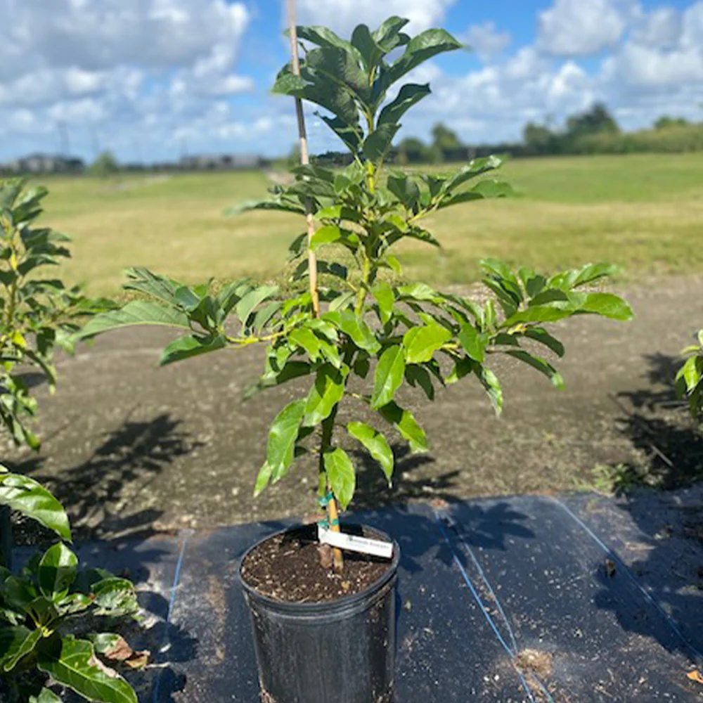Simmonds Avocado - Image 3