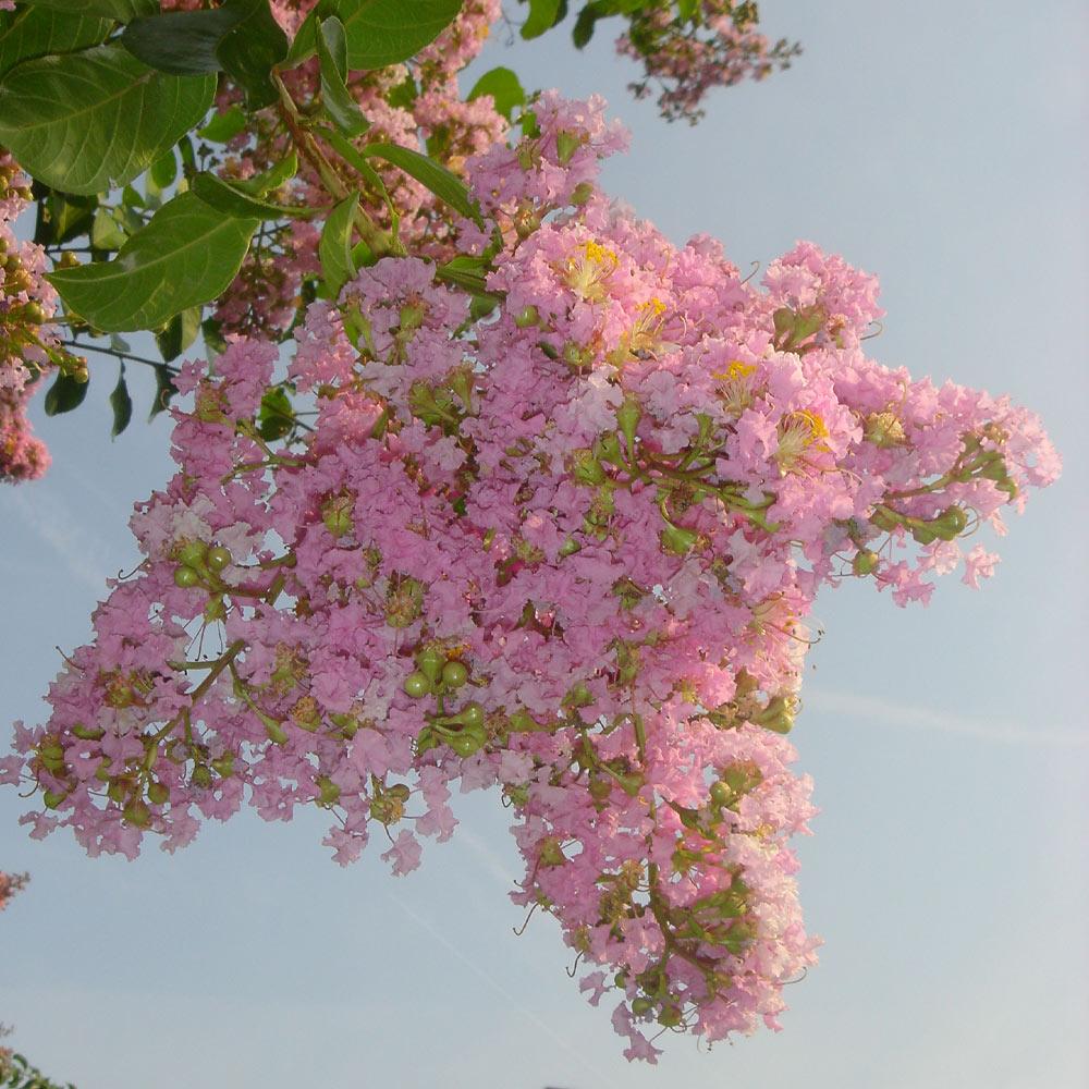 Sioux Crape Myrtle Tree - Image 3