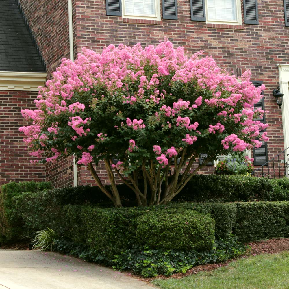 Sioux Crape Myrtle Tree - Image 4