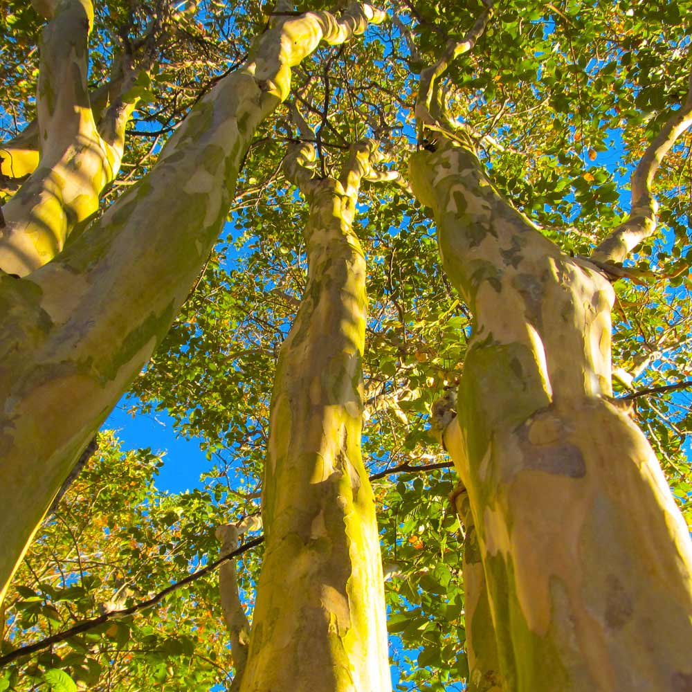 Sioux Crape Myrtle Tree - Image 5