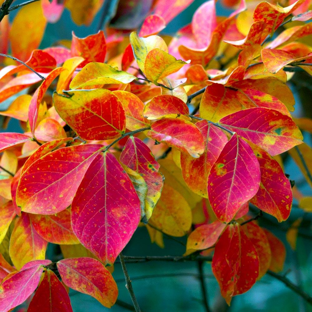 Sioux Crape Myrtle Tree - Image 6